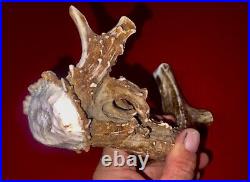 #1495 Non-Typical Mule Deer Antler smoking pipe