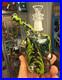 Hand_Blown_Glass_Tobacco_Pipe_Clear_Body_With_Green_Black_Accents_01_zz